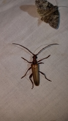Centrodera decolorata