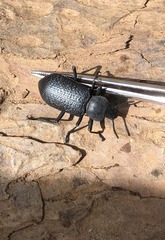 Iphthiminus serratus