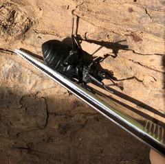 Iphthiminus serratus