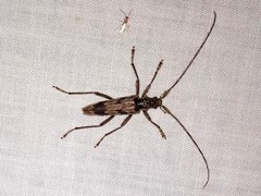 Elytrimitatrix undata