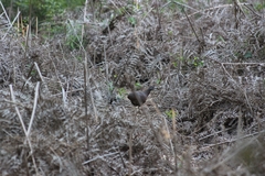 Crypturellus obsoletus