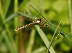 Leptogaster flavipes