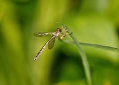 Leptogaster flavipes