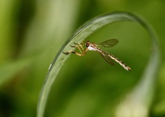 Leptogaster flavipes