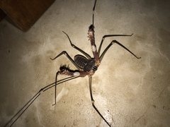 Acanthophrynus coronatus