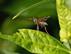 Polistes dominula