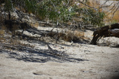 Dipsosaurus dorsalis dorsalis