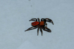 Phidippus pius
