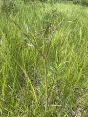 Cicuta virosa