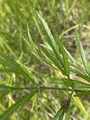 Cicuta virosa