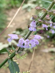 Salvia japonica