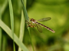 Leptogaster flavipes
