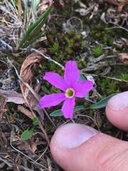 Primula angustifolia