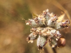 Lomatium dasycarpum dasycarpum