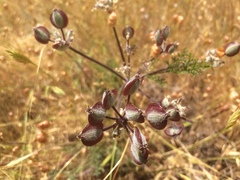 Lomatium dasycarpum dasycarpum