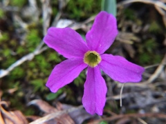 Primula angustifolia