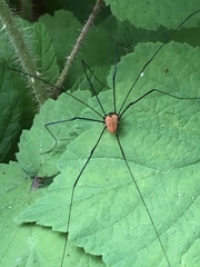 Leiobunum nigropalpi
