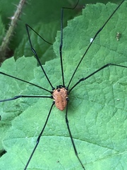 Leiobunum nigropalpi