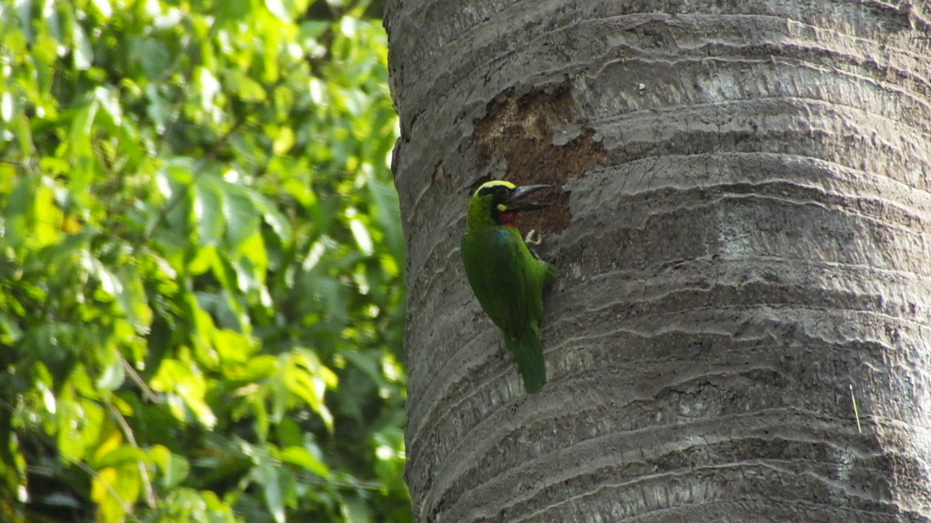 Black-banded Barbet illustration
