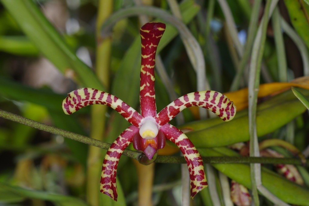 Arachnis hookeriana (Arachnis hookeriana)