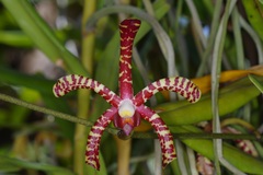 Arachnis × maingayi