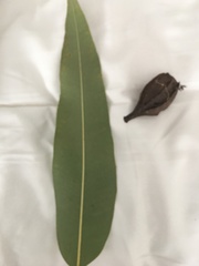 Eucalyptus miniata