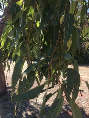 Eucalyptus miniata