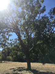 Eucalyptus miniata