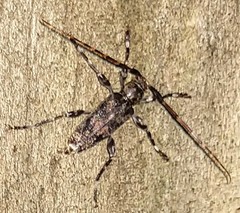 Graphisurus fasciatus