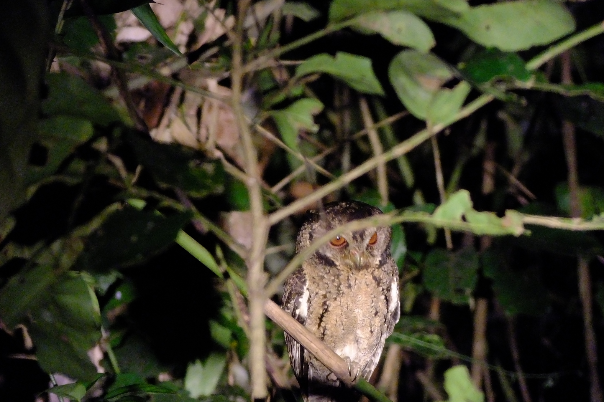 Sunda Scops Owl
