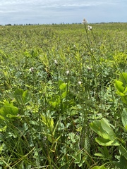 Eriophorum chamissonis