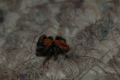 Phidippus pius