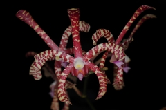 Arachnis × maingayi