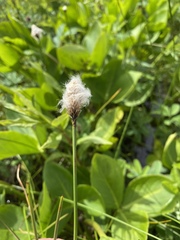 Eriophorum chamissonis