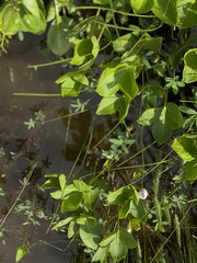 Eriophorum chamissonis