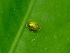 Cassida circumdata