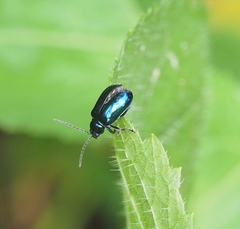Altica cyanea