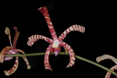 Arachnis × maingayi