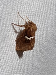 Monoleuca semifascia