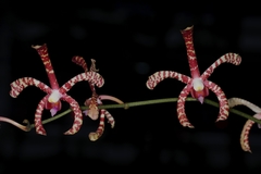 Arachnis × maingayi