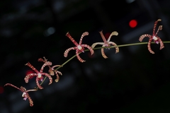 Arachnis × maingayi