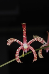 Arachnis × maingayi