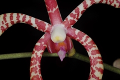 Arachnis × maingayi