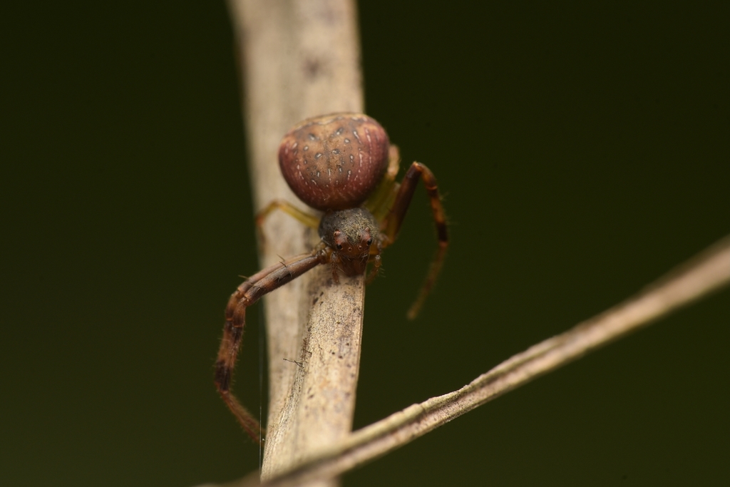 Spilosynema