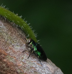 Chrysobothris sauteri