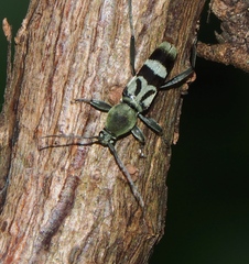 Chlorophorus reductus