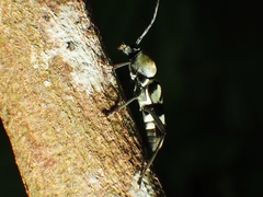 Chlorophorus reductus