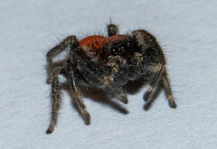 Phidippus pius