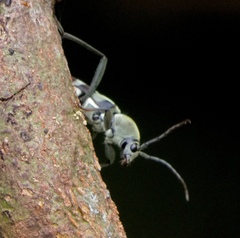 Chlorophorus reductus