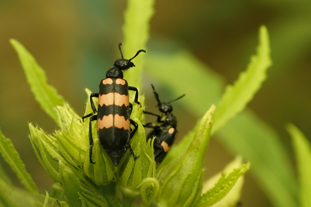 Hycleus phaleratus